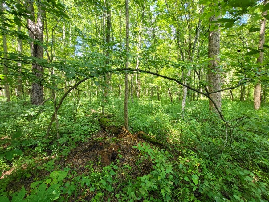 6704 Rockhouse Rd Property Photo 30