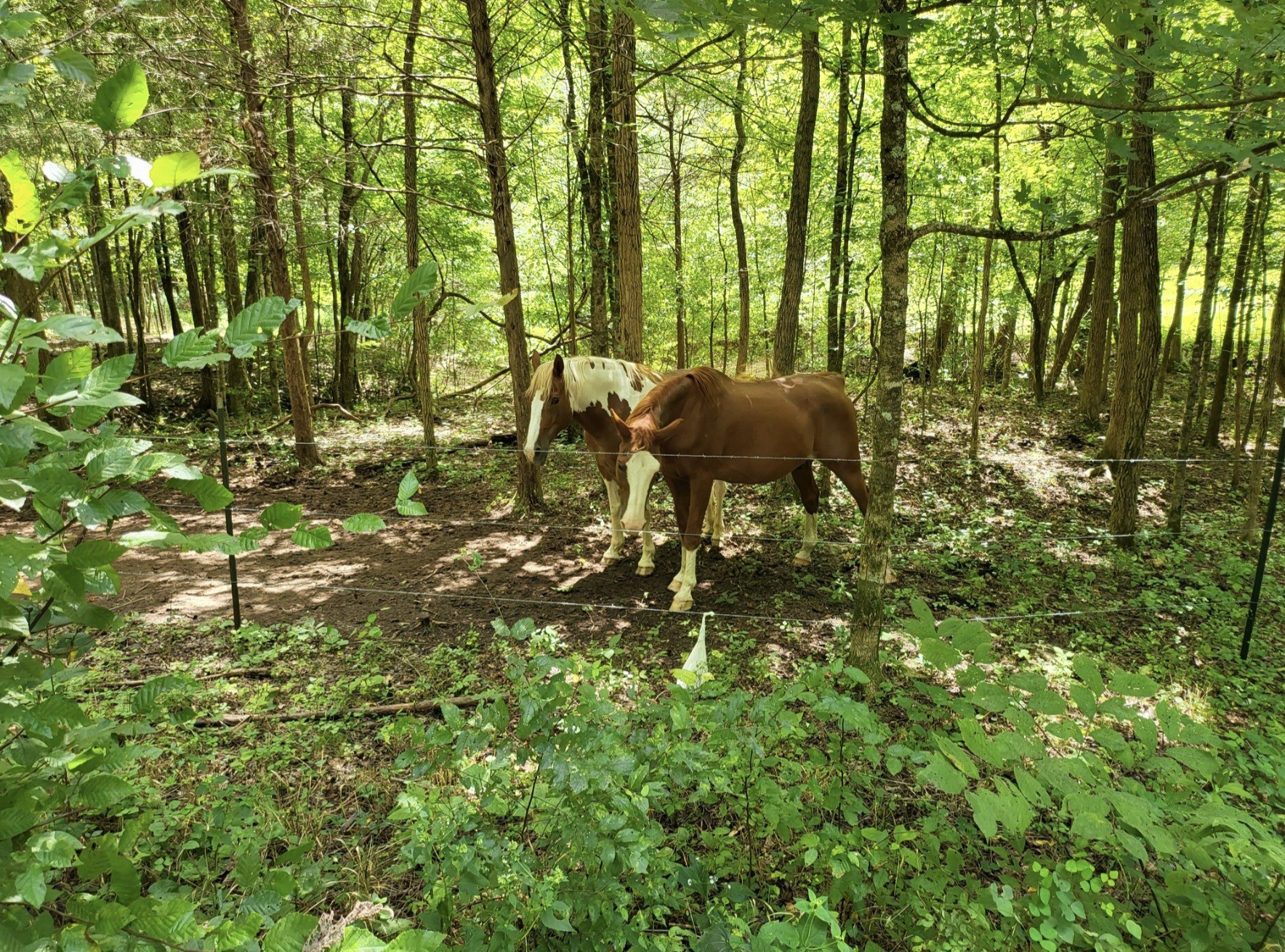 6704 Rockhouse Rd Property Photo 56