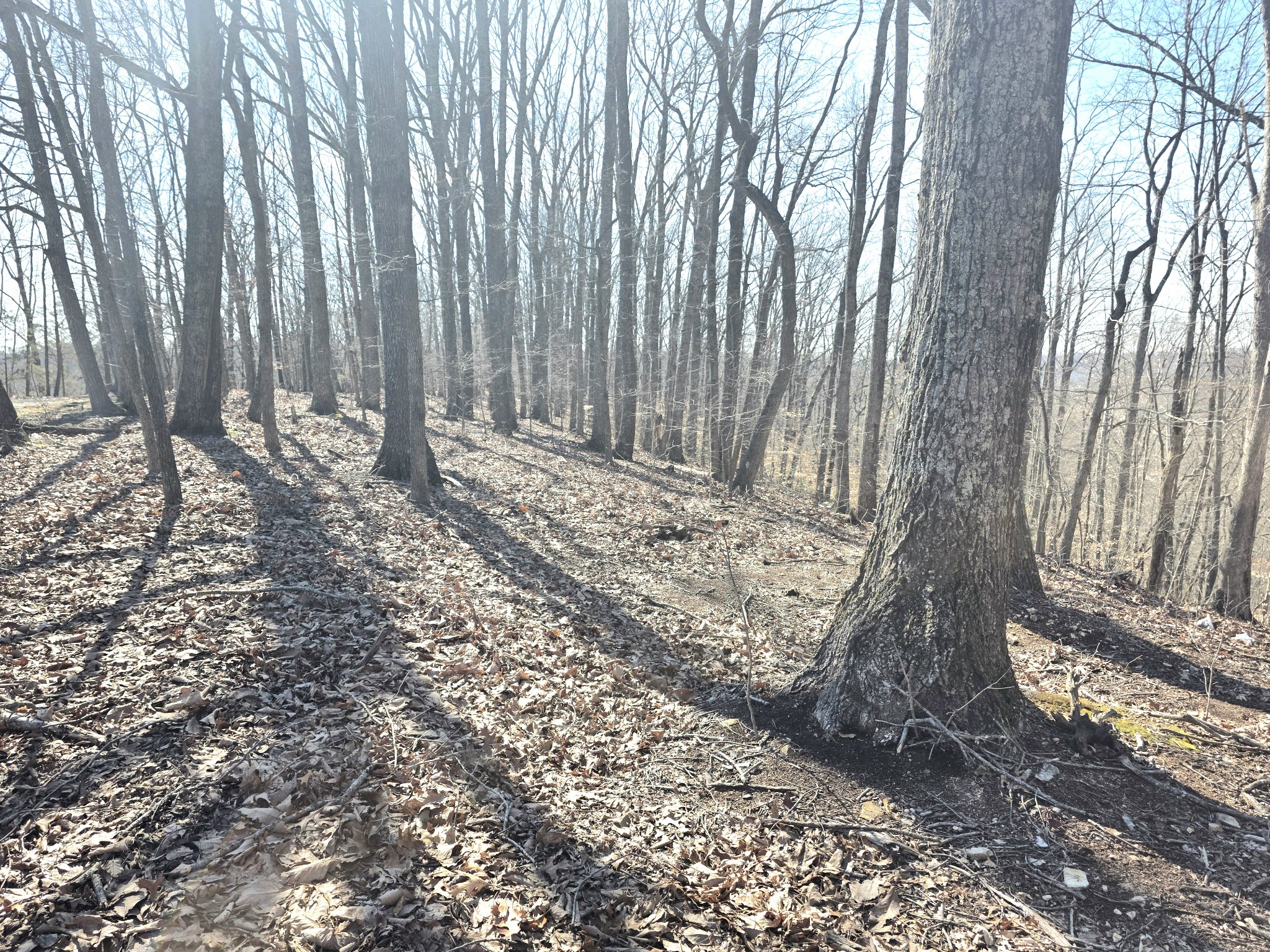 0 Windy Cut Dr Property Photo 4