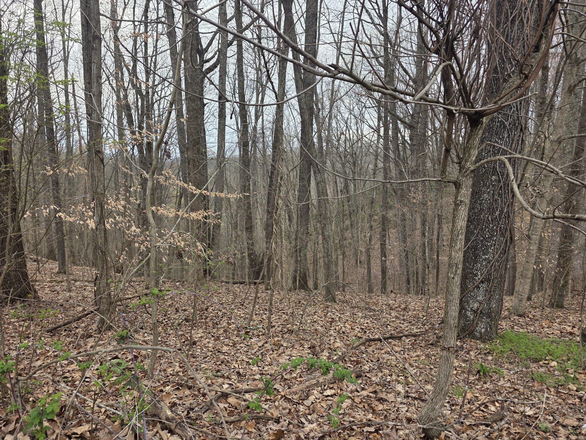0 Windy Cut Dr Property Photo 14