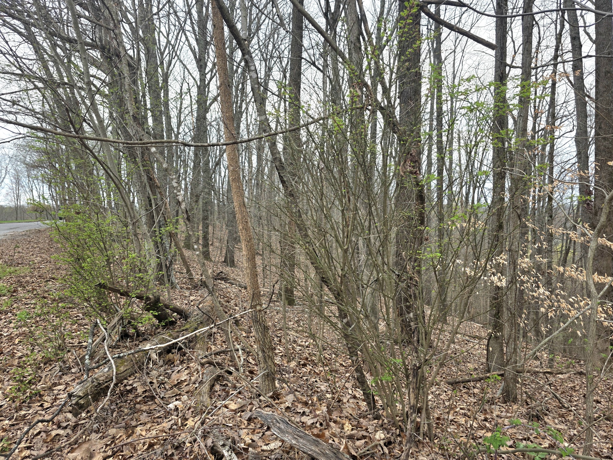 0 Windy Cut Dr Property Photo 16