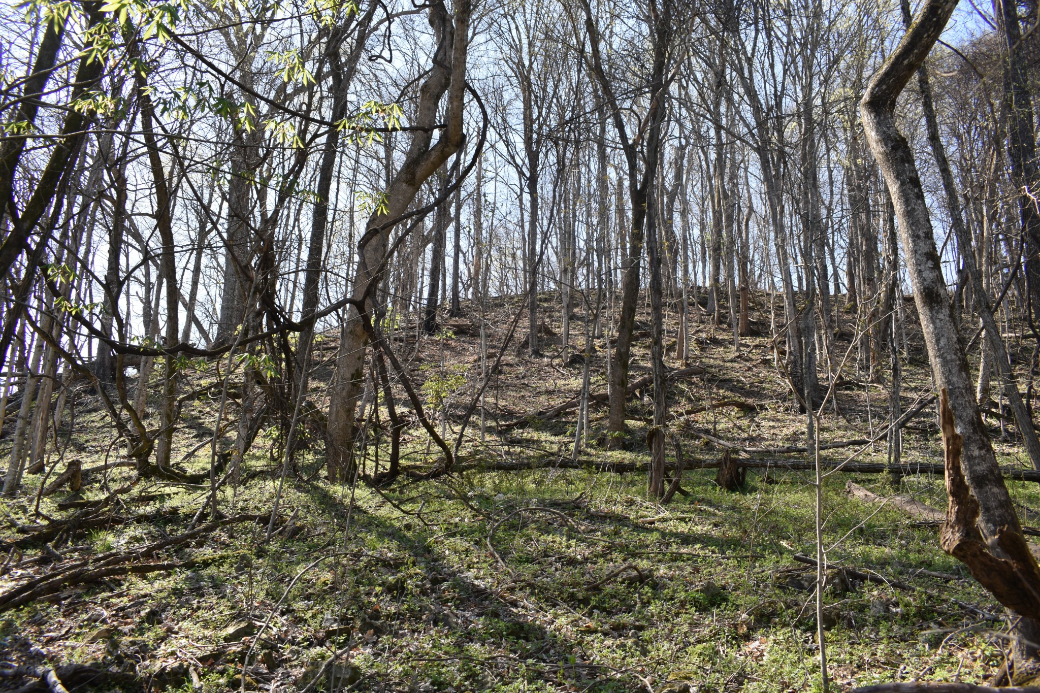 0 Turkey Creek Hwy Property Photo 3