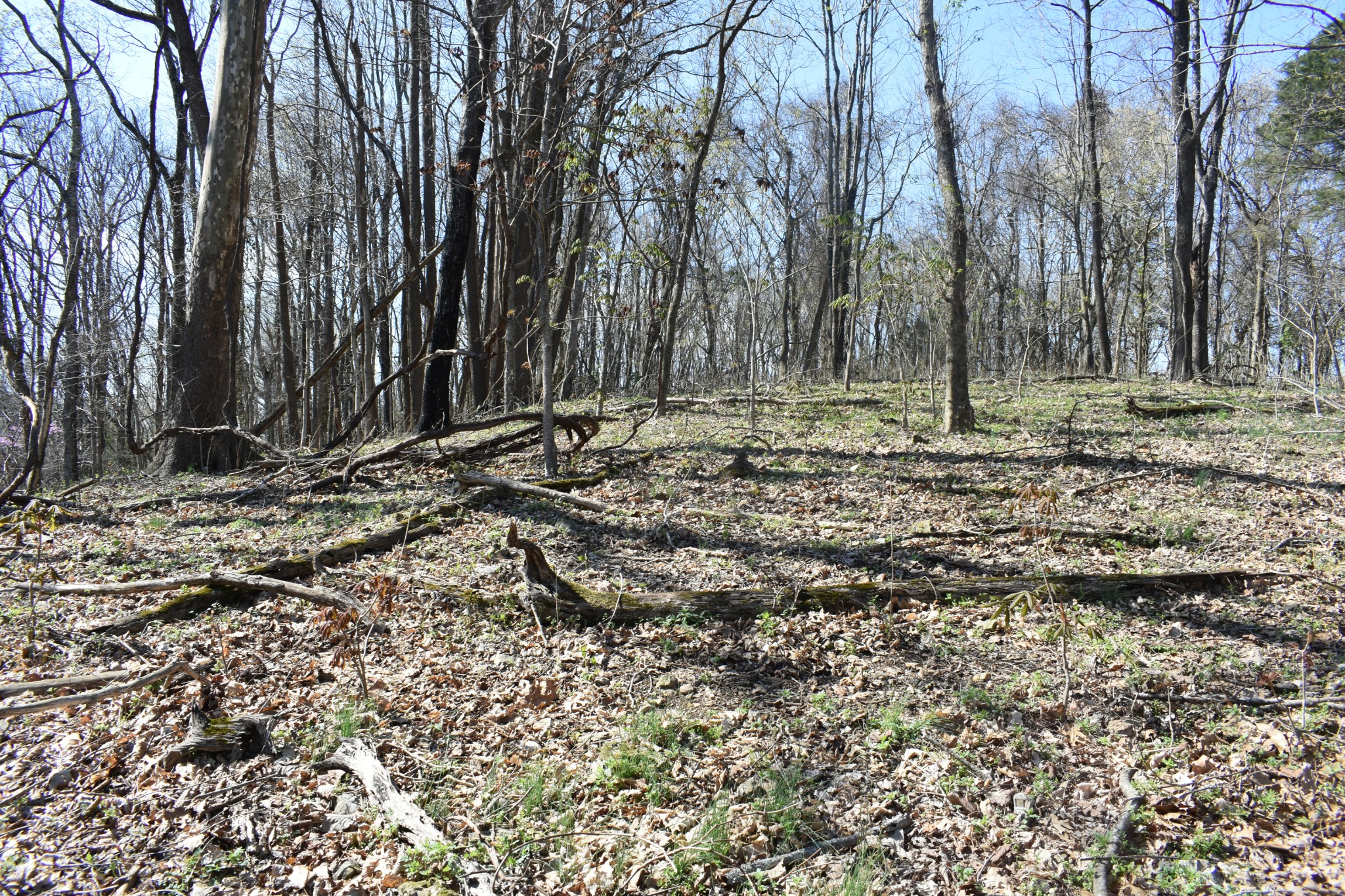 0 Turkey Creek Hwy Property Photo 4