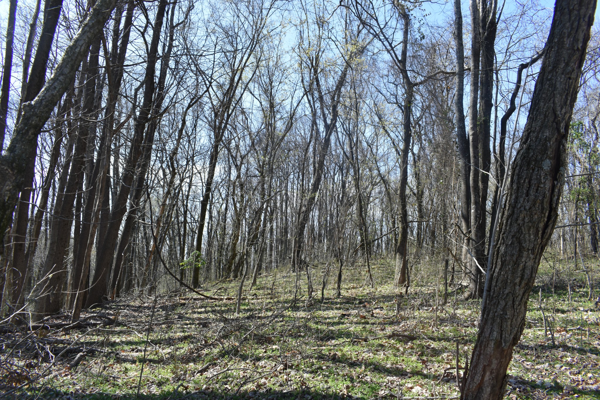 0 Turkey Creek Hwy Property Photo 5