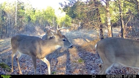 4220 Will Jackson Rd Property Photo 13