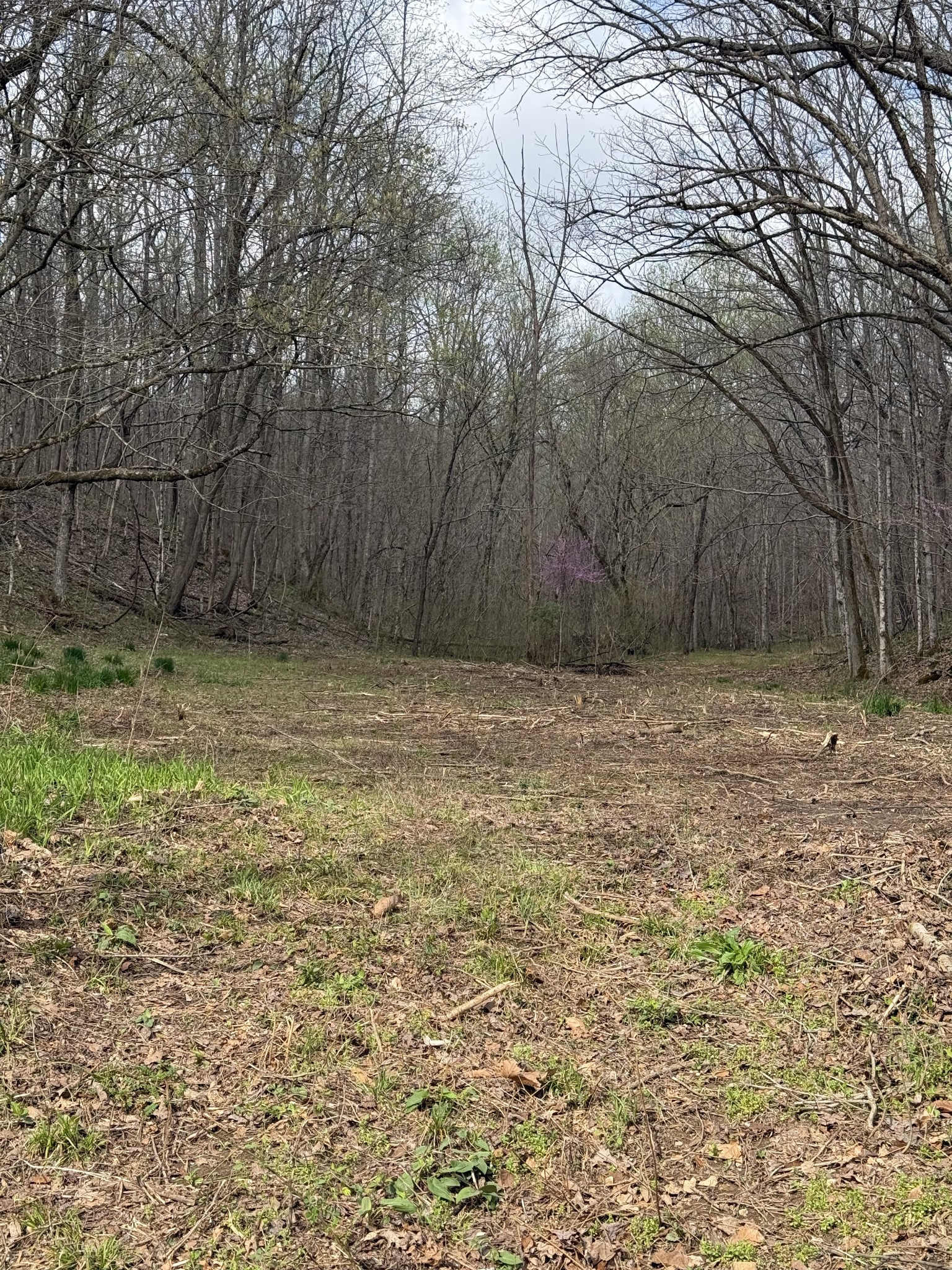 0 Lowery Cemetery Rd Property Photo 4