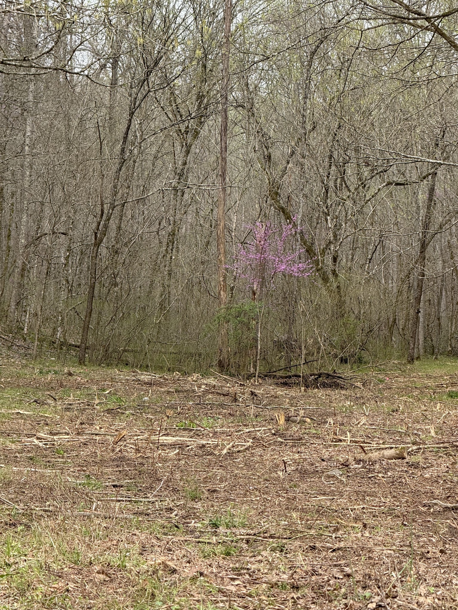 0 Lowery Cemetery Rd Property Photo 5