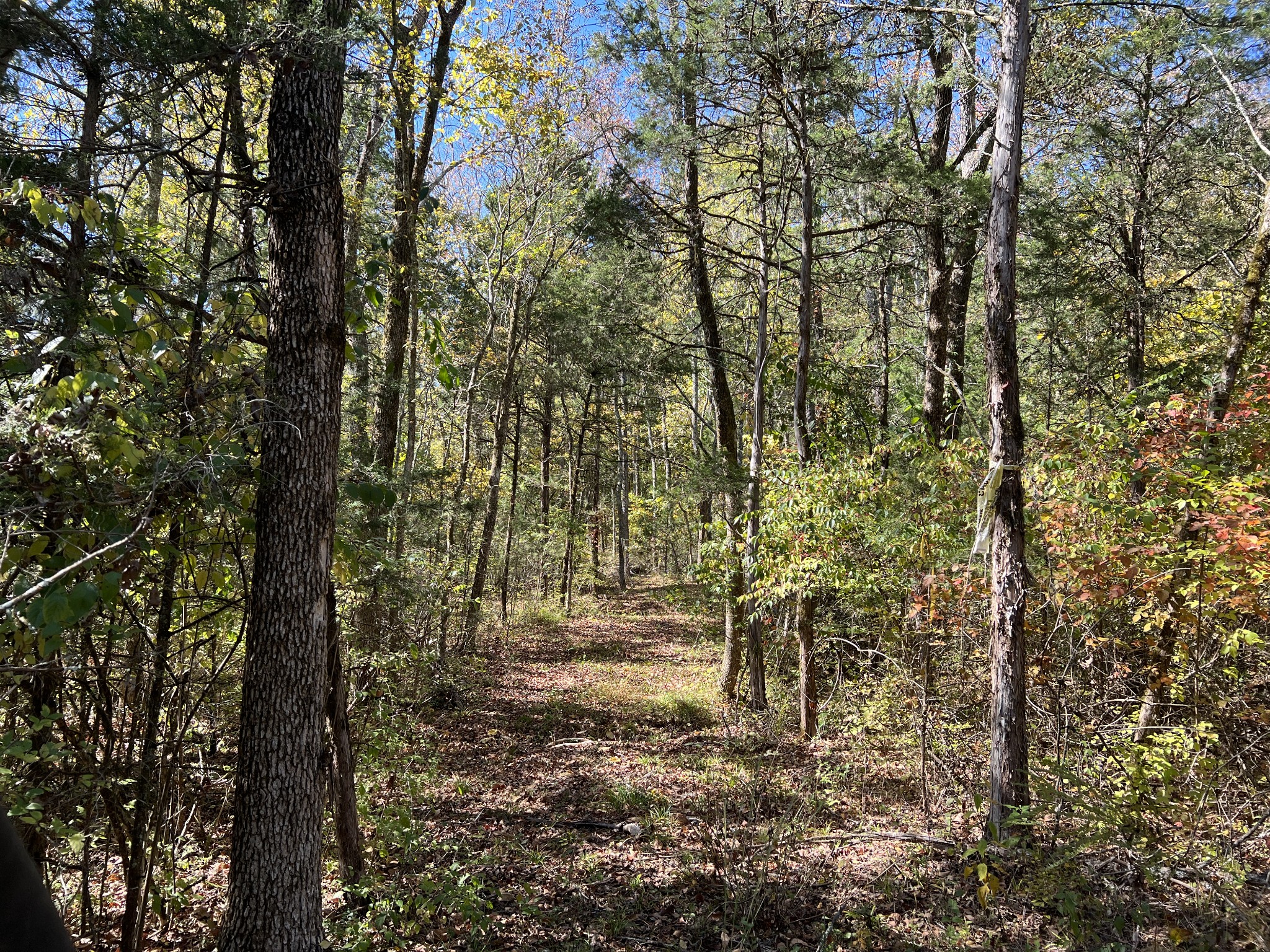 10515 Paw Paw Springs Rd Property Photo 4