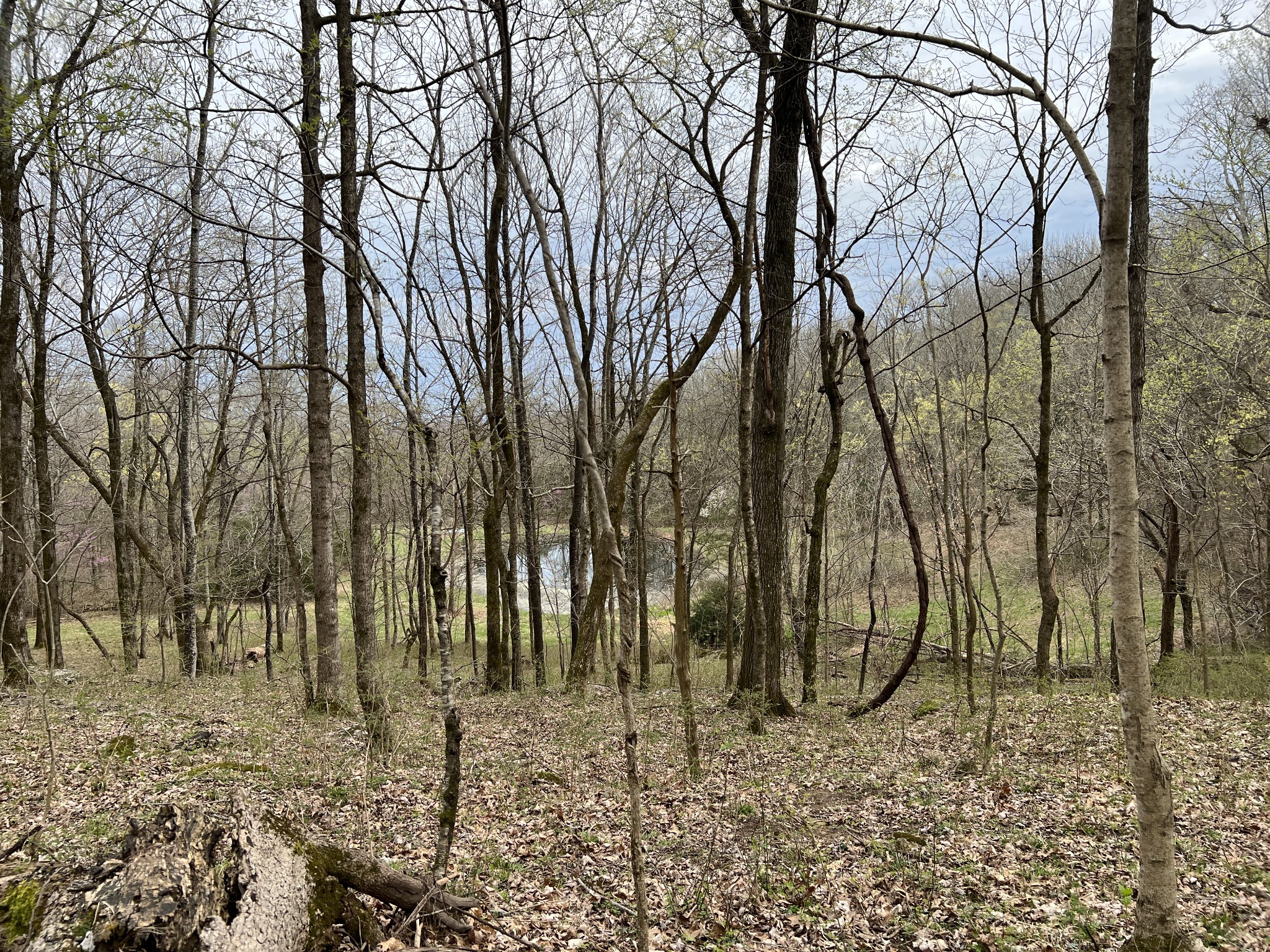 10515 Paw Paw Springs Rd Property Photo 10