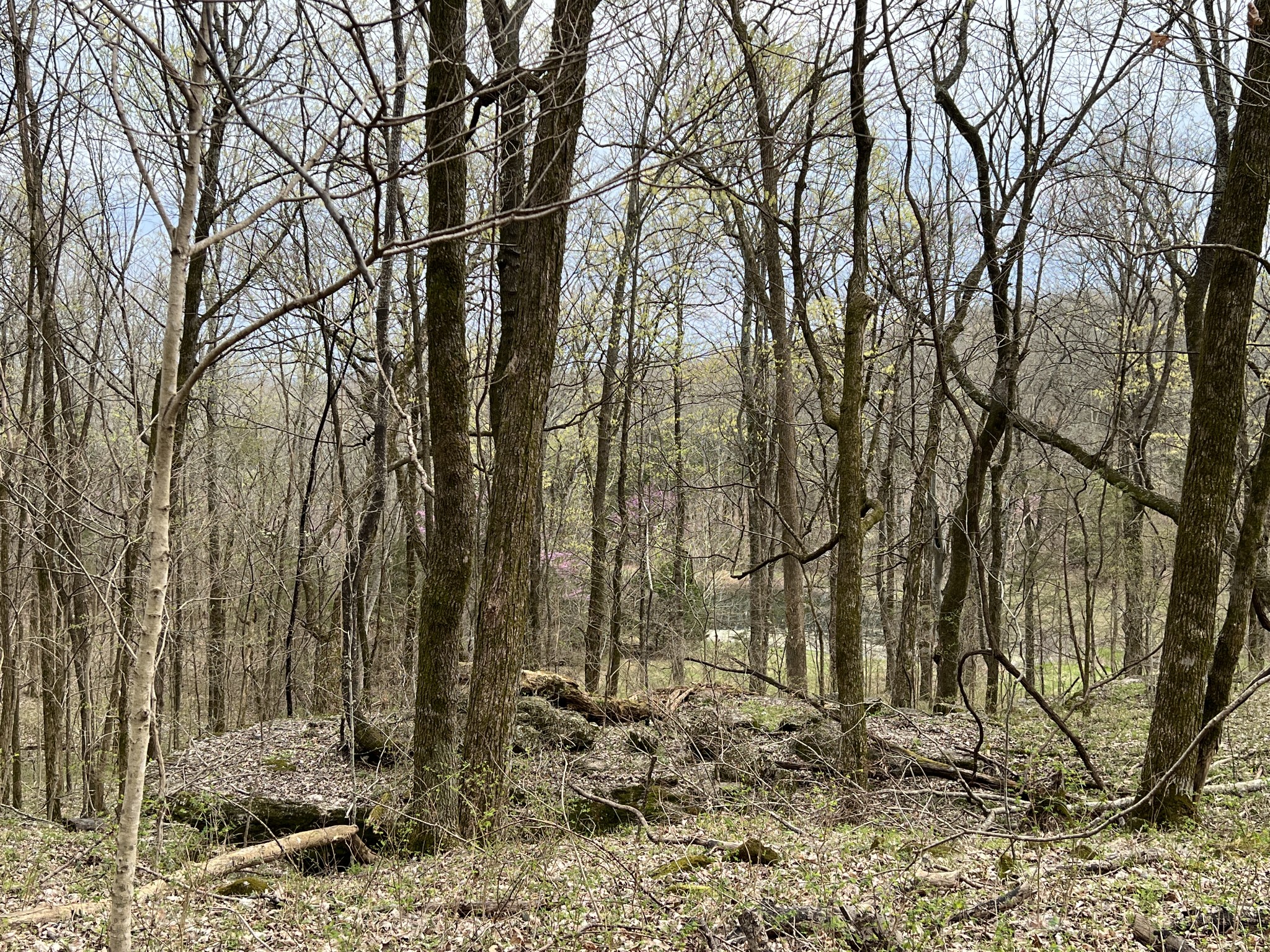 10515 Paw Paw Springs Rd Property Photo 15