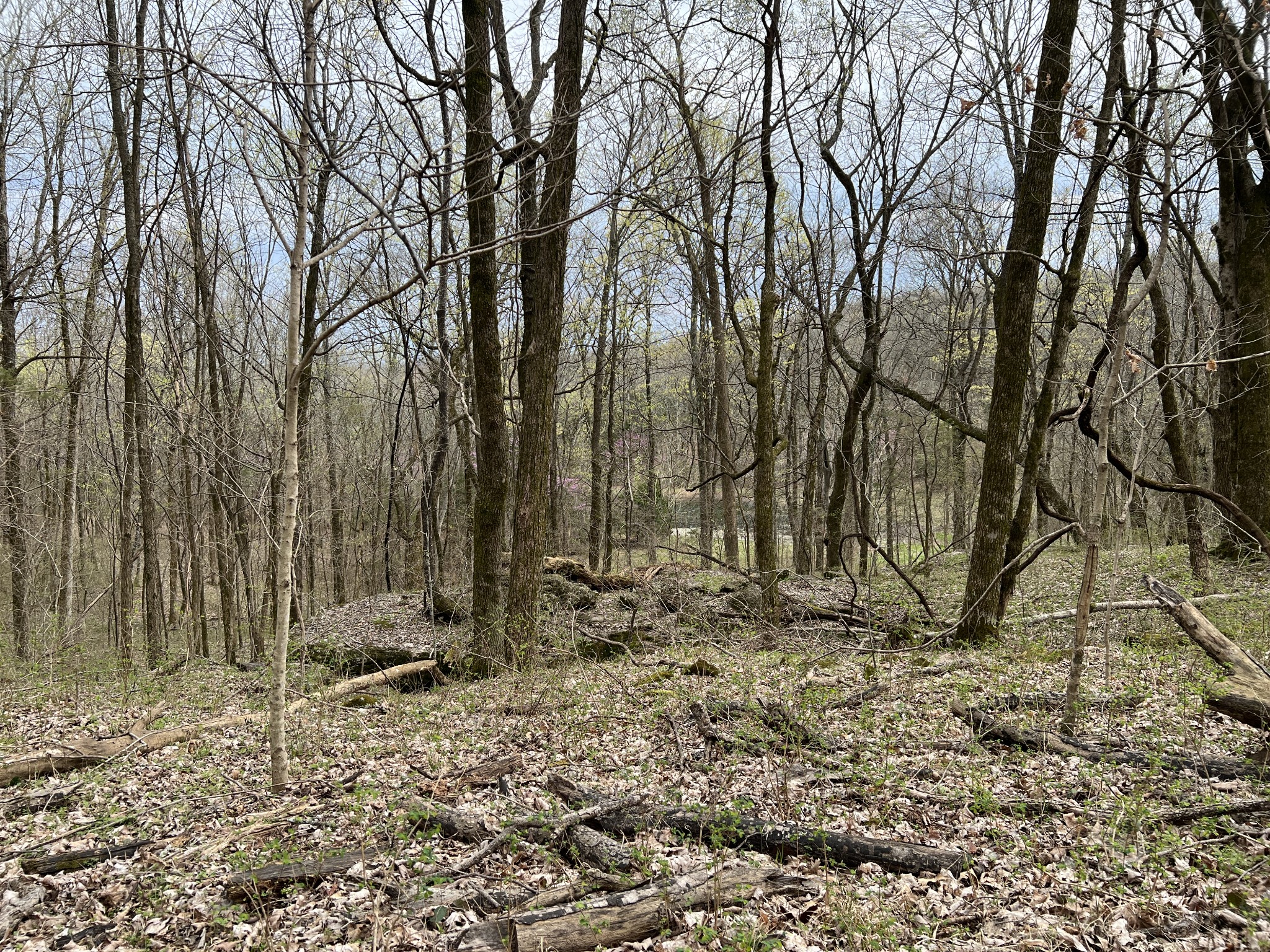 10515 Paw Paw Springs Rd Property Photo 16