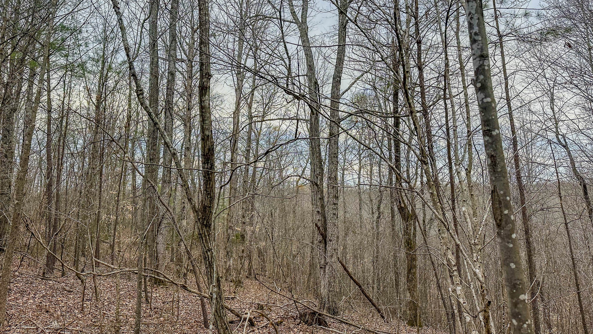 0 Highway 100 Property Photo 10