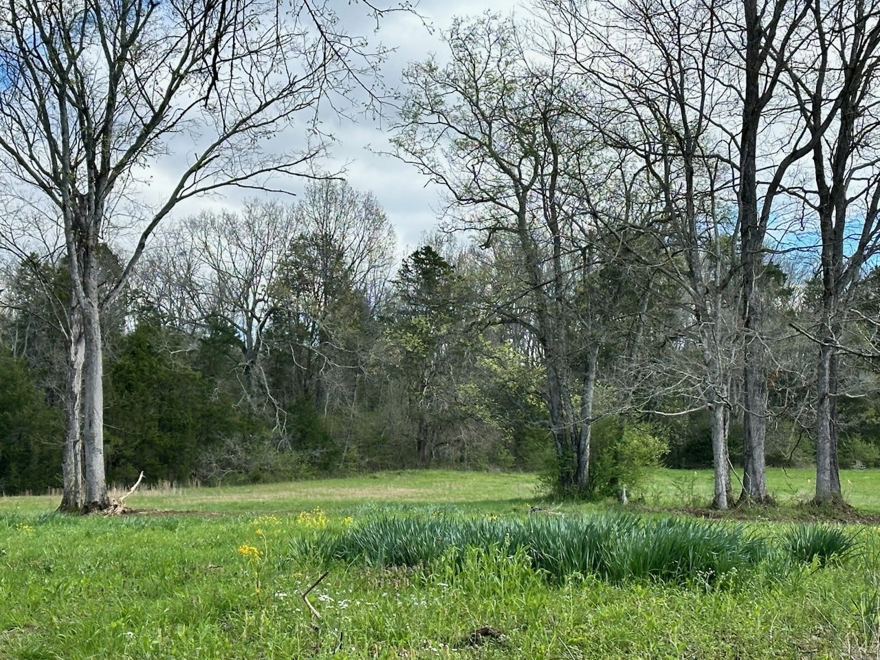 0 Campbellsville Road Property Photo 4