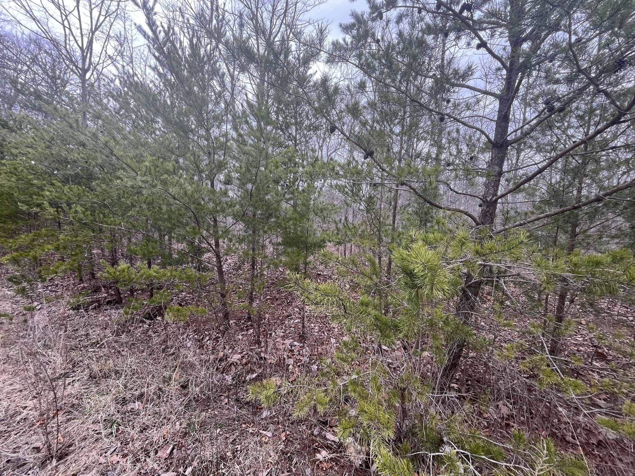 0 Maple Dr Property Photo 1