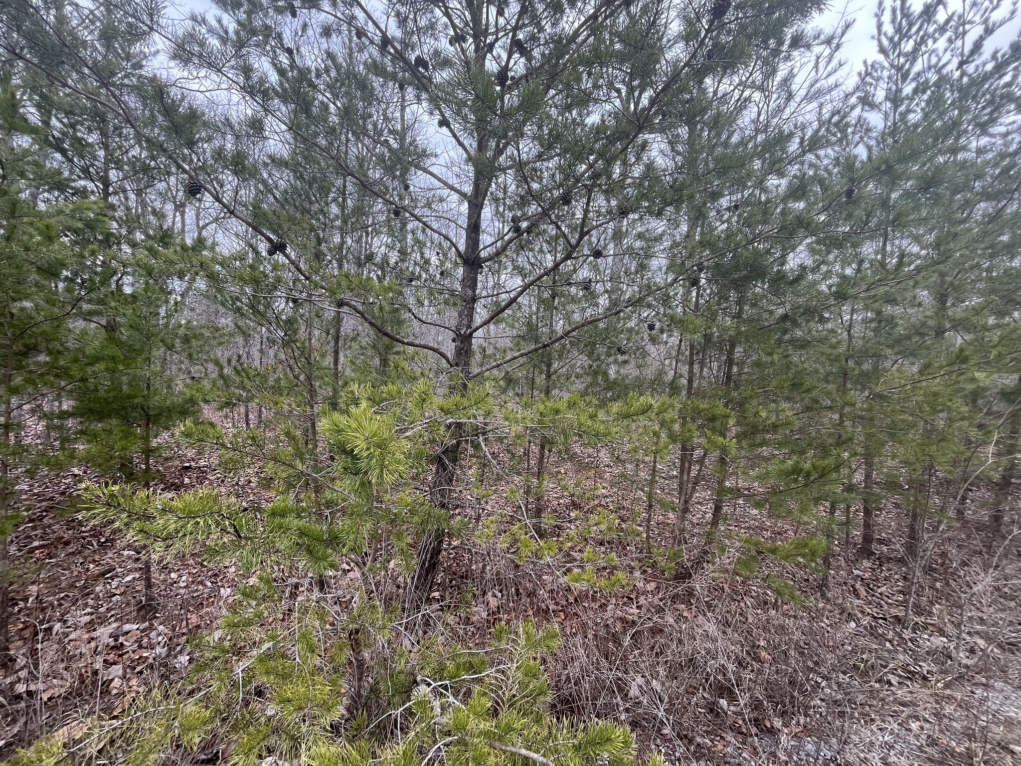 0 Maple Dr Property Photo 2