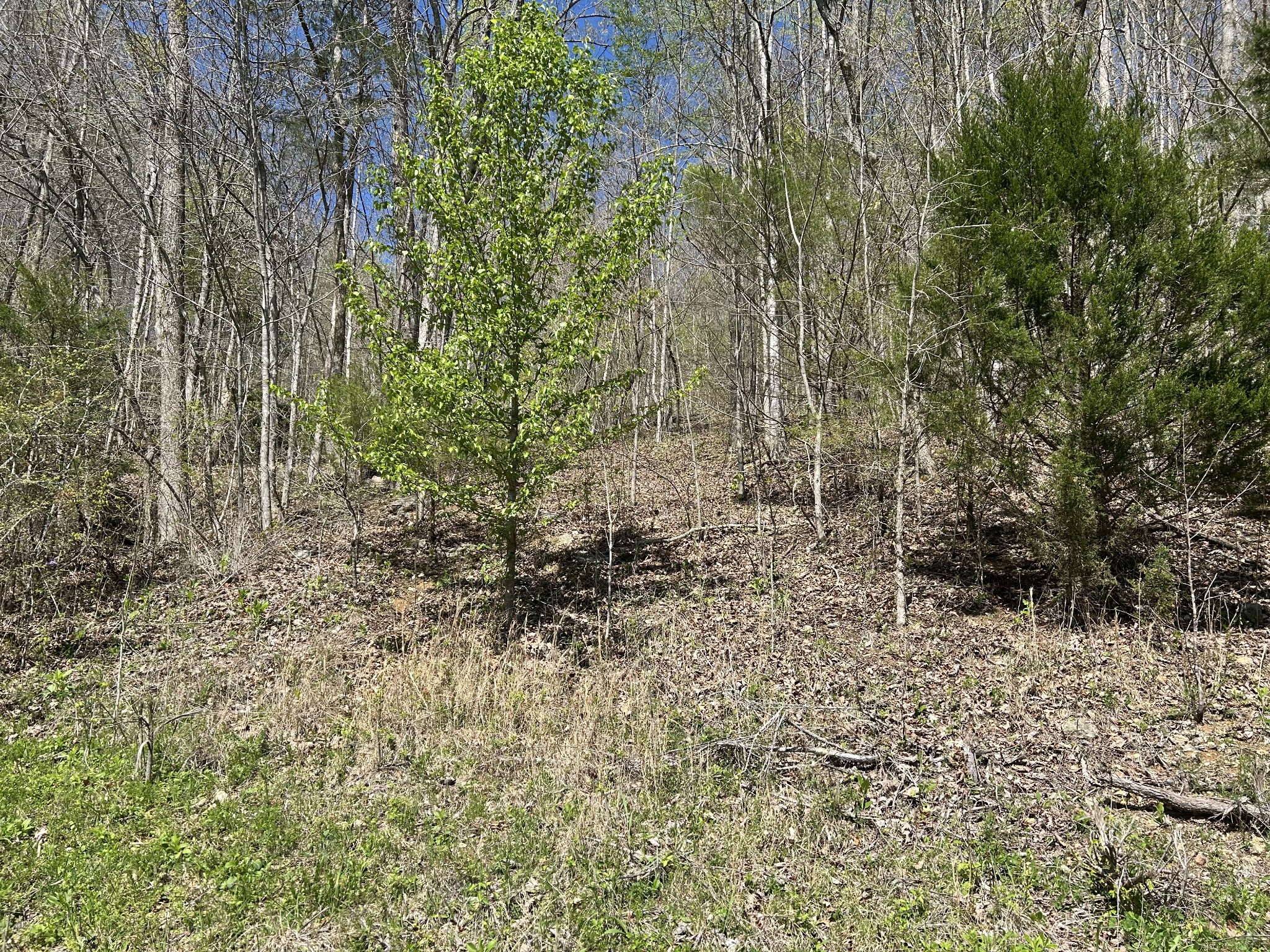 1155 Hurricane Creek Rd Property Photo 4