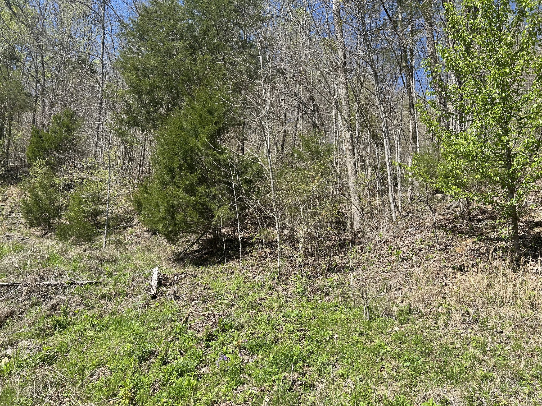1155 Hurricane Creek Rd Property Photo 5