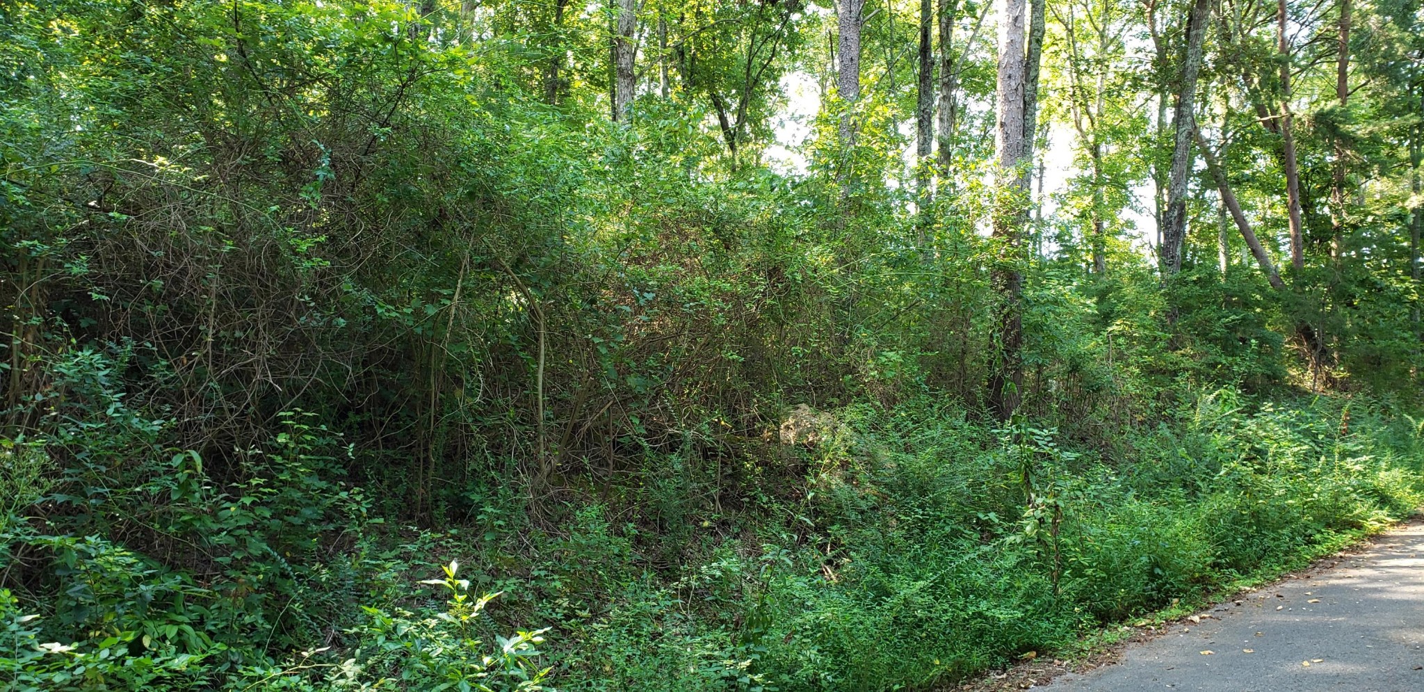 0 Treeline Drive Property Photo 1