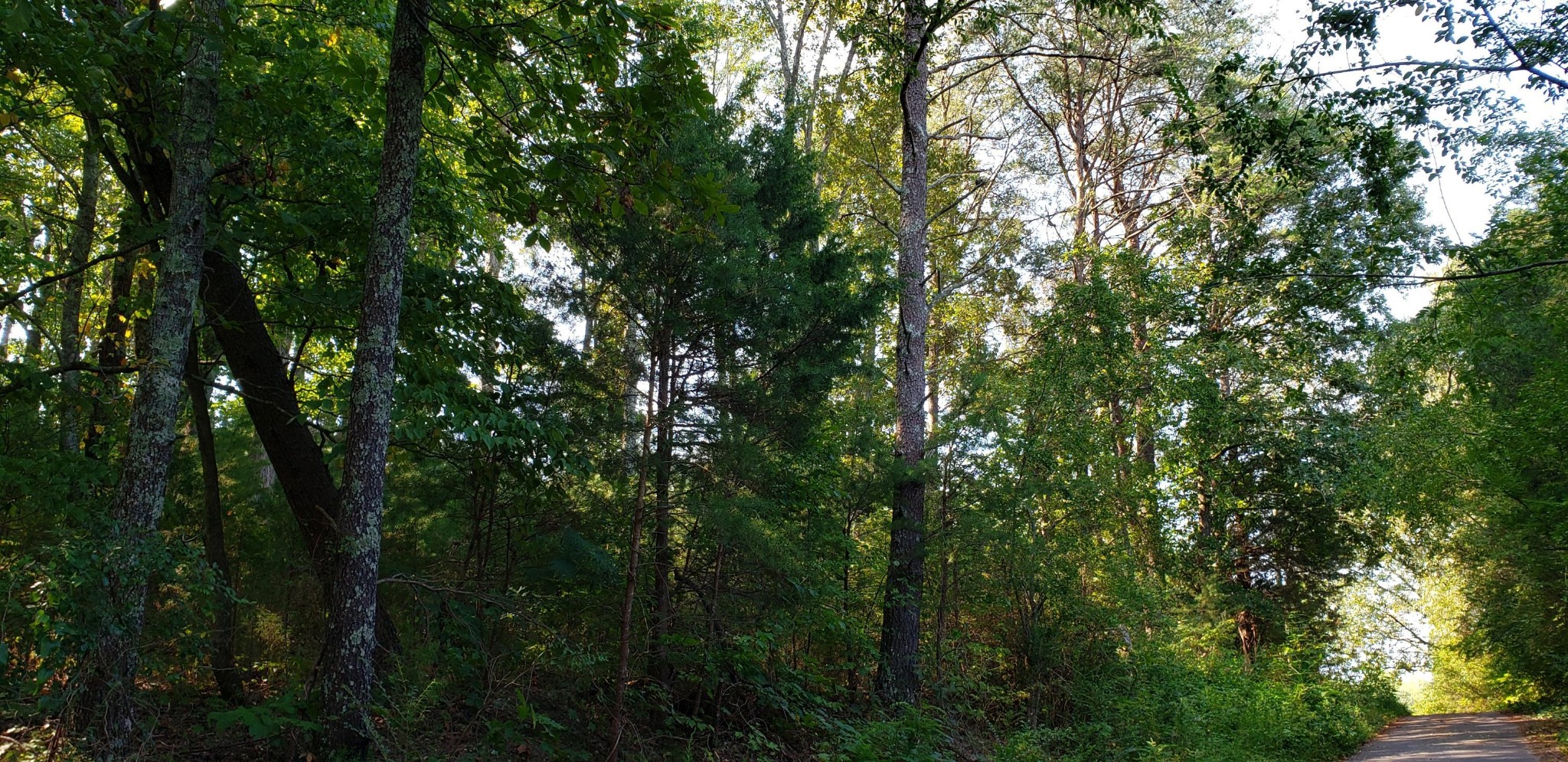 0 Treeline Drive Property Photo 2