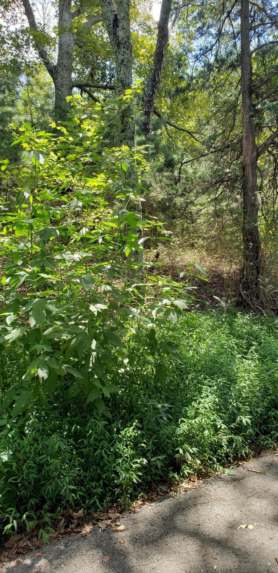 0 Treeline Drive Property Photo 3