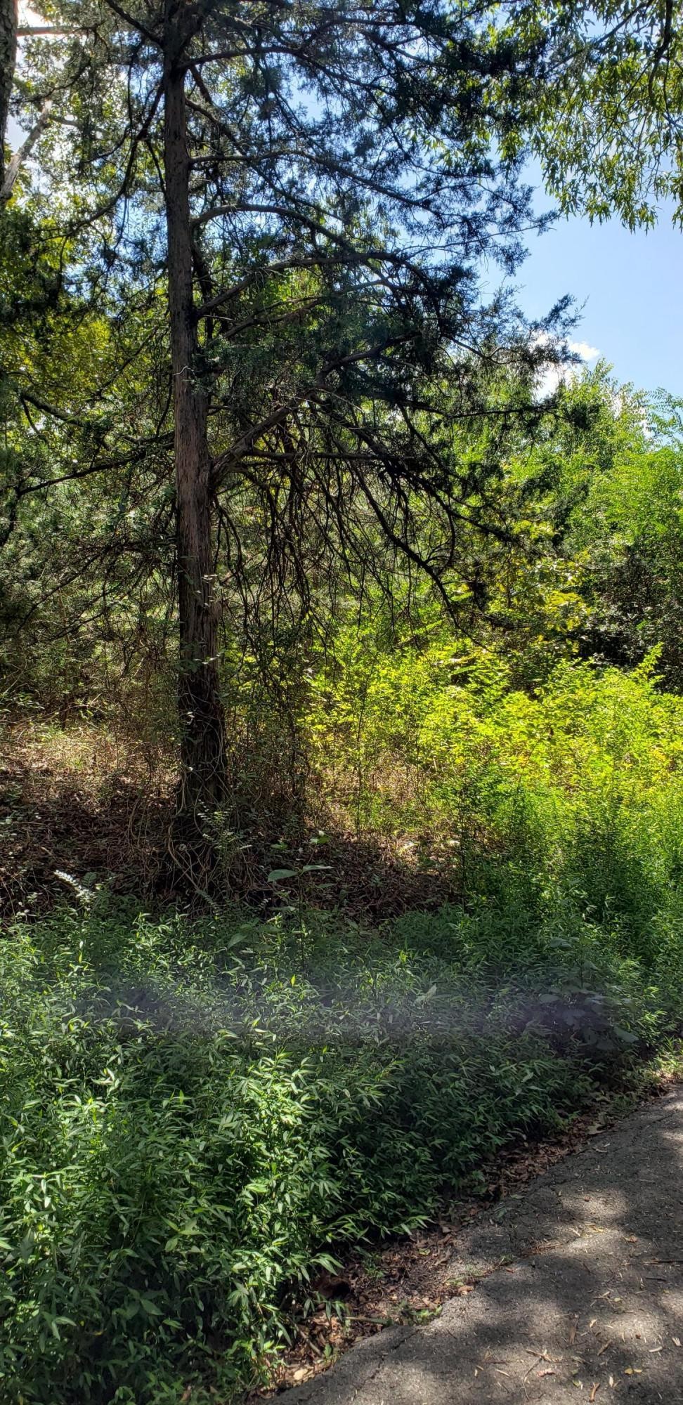 0 Treeline Drive Property Photo 8