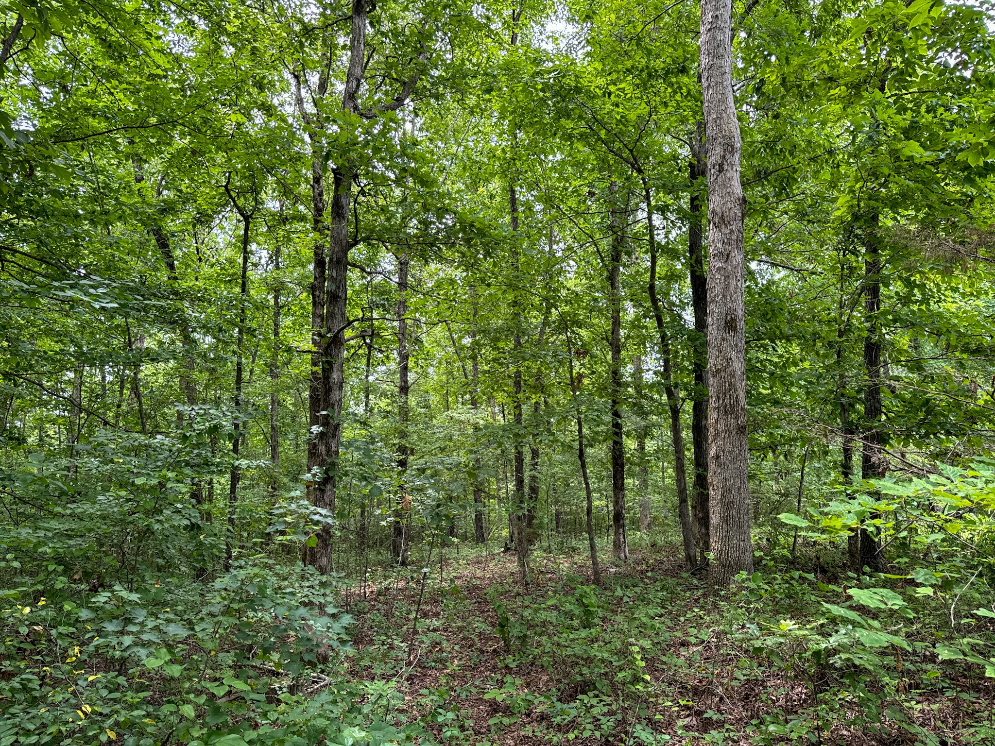 3850 Grandaddy Rd Property Photo 26