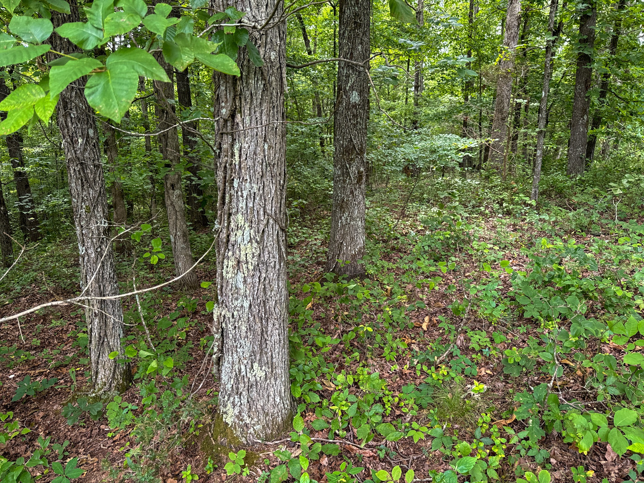 3850 Grandaddy Rd Property Photo 27