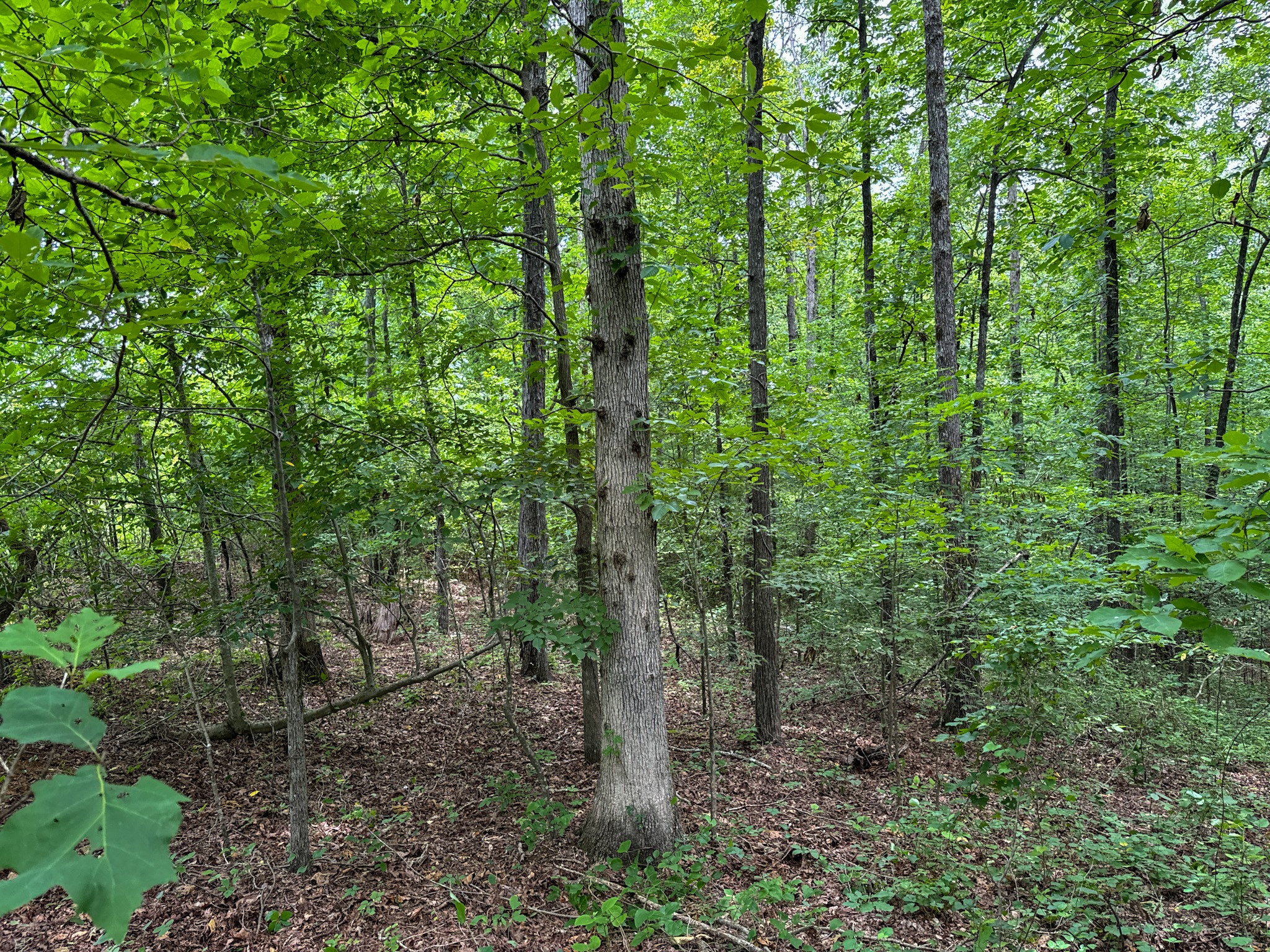 3850 Grandaddy Rd Property Photo 28