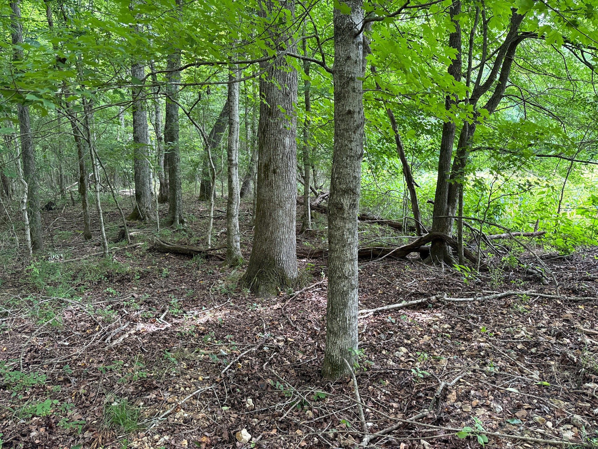 3850 Grandaddy Rd Property Photo 29