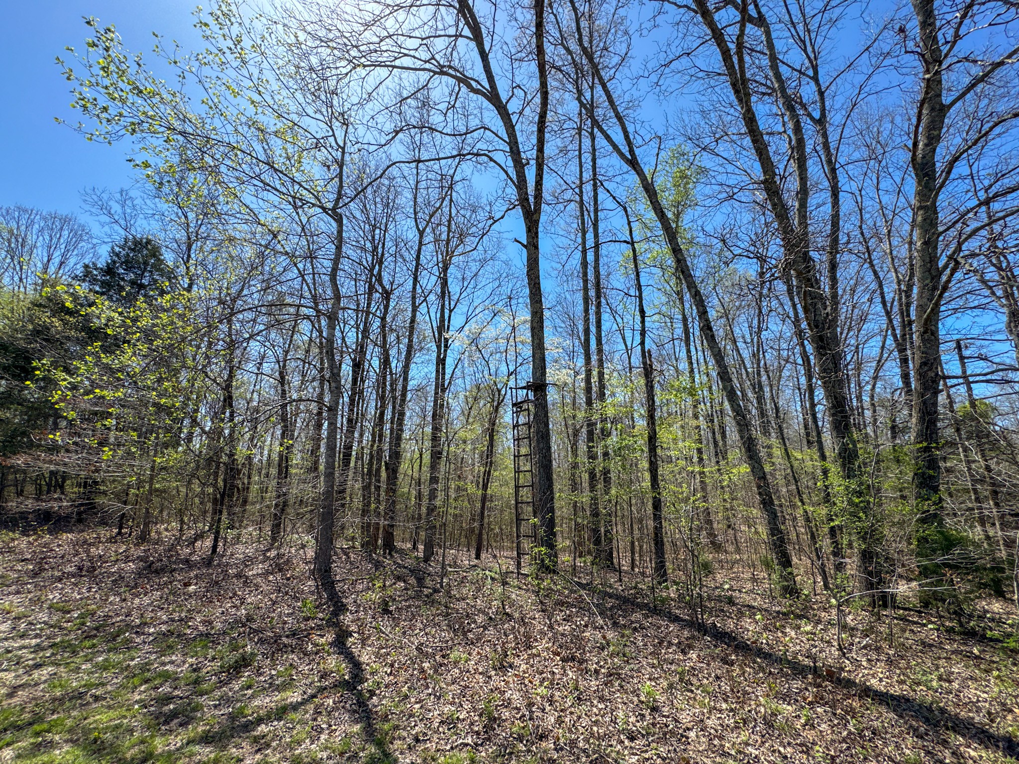 3850 Grandaddy Rd Property Photo 51