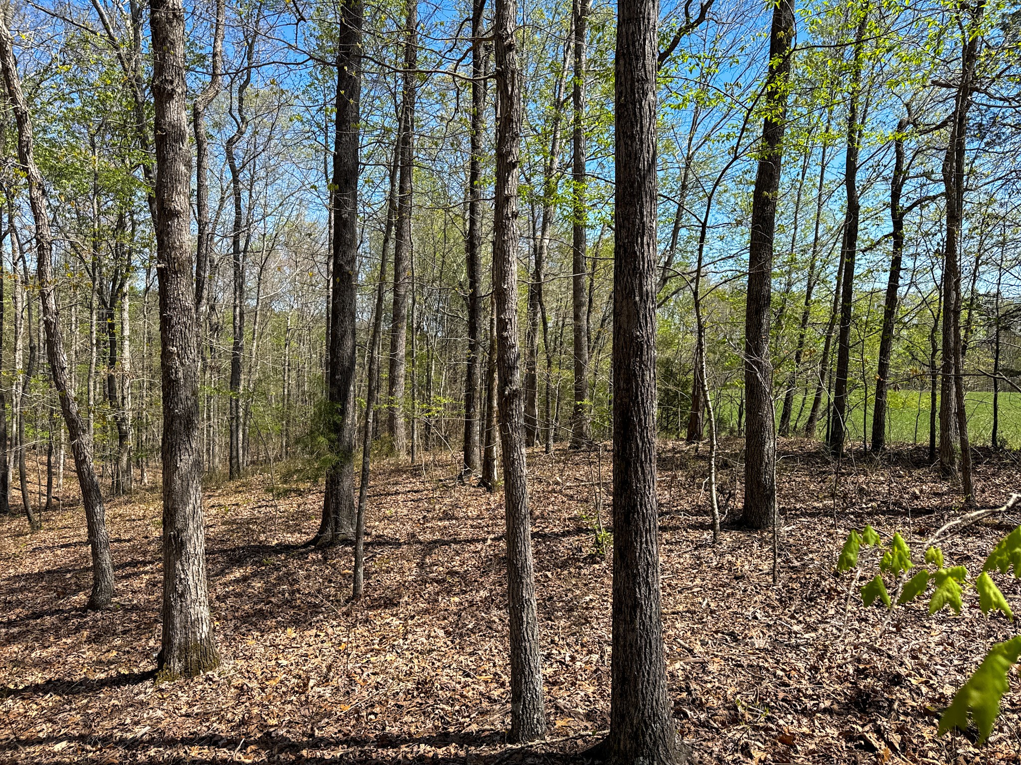 3850 Grandaddy Rd Property Photo 59
