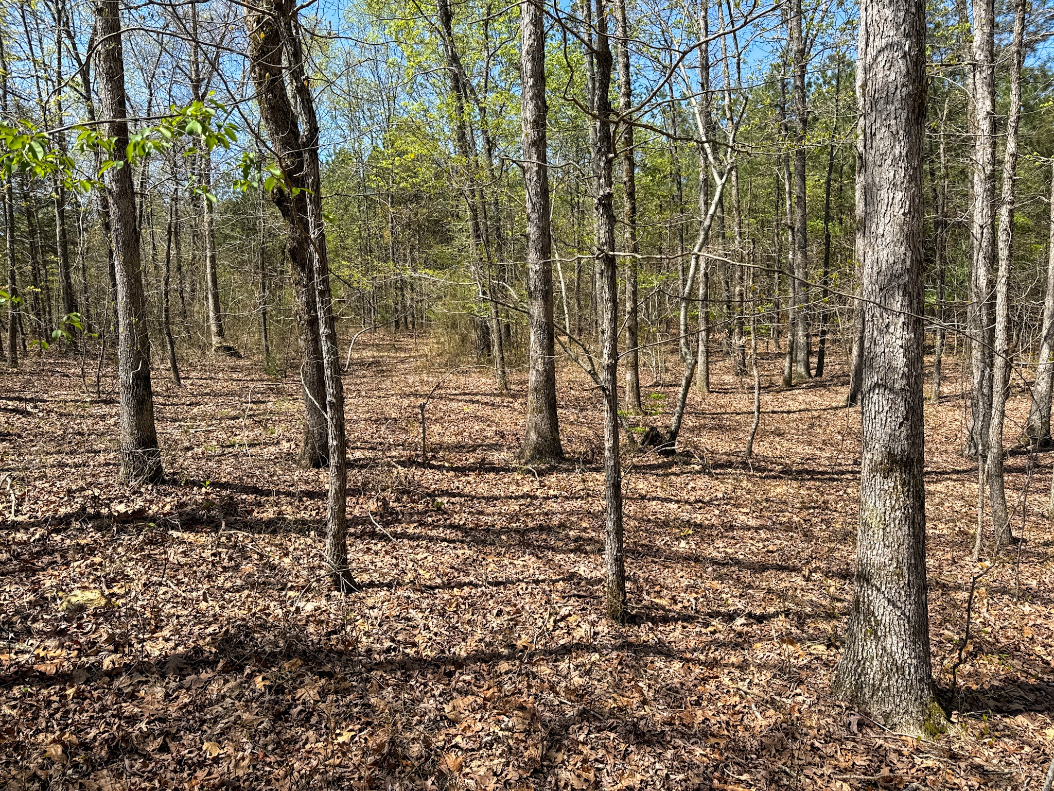 3850 Grandaddy Rd Property Photo 60