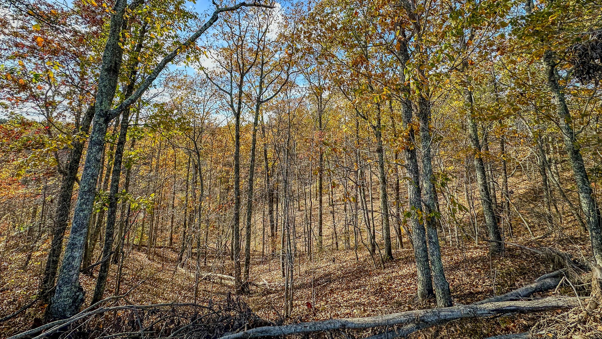 0 Lick Creek Road Property Photo 3