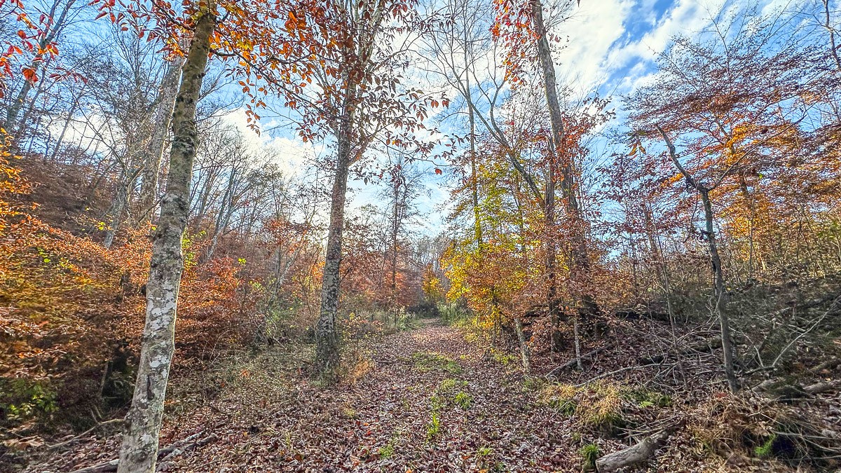 0 Lick Creek Road Property Photo 16