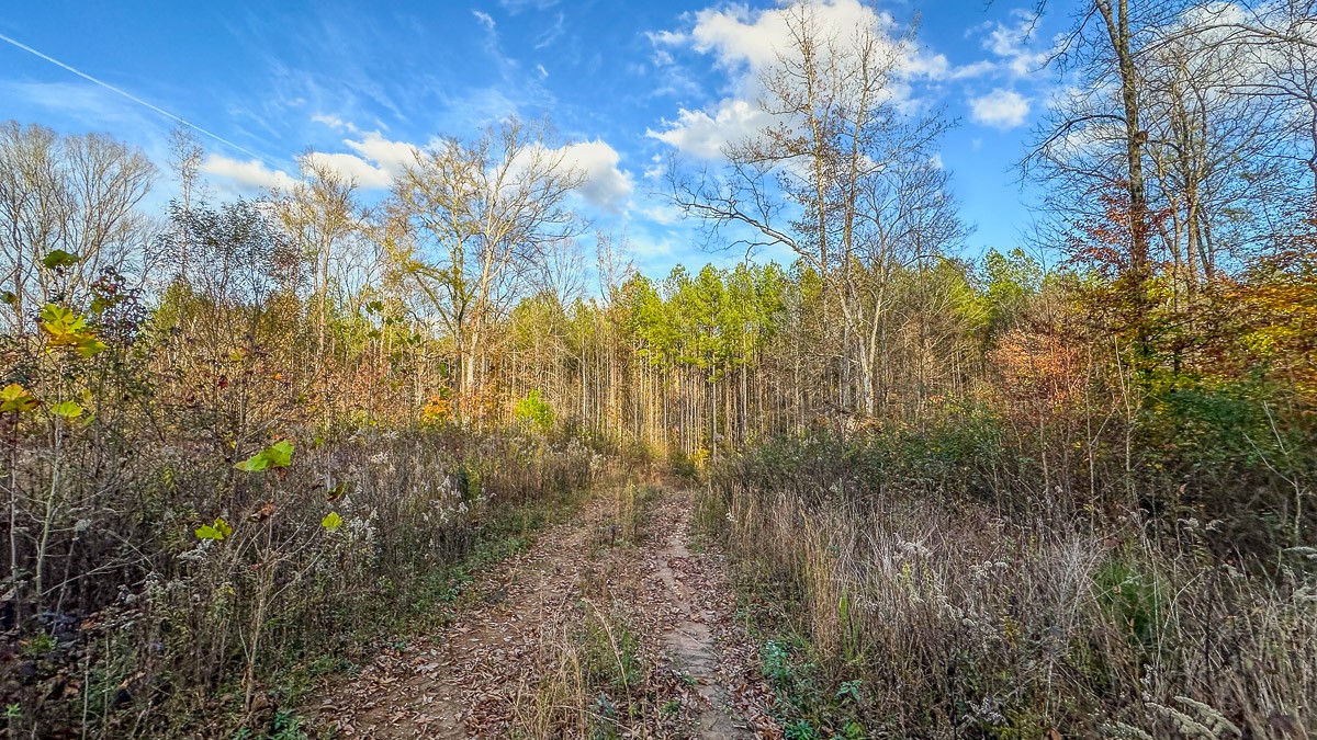 0 Lick Creek Road Property Photo 3