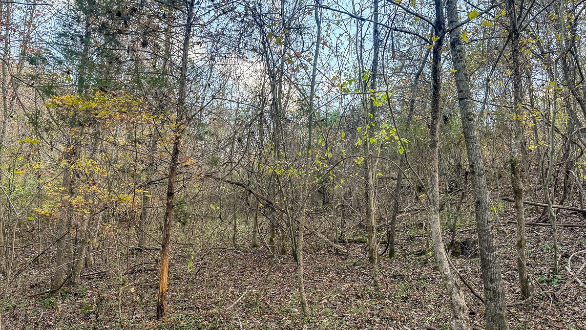 0 Lick Creek Road Property Photo 4
