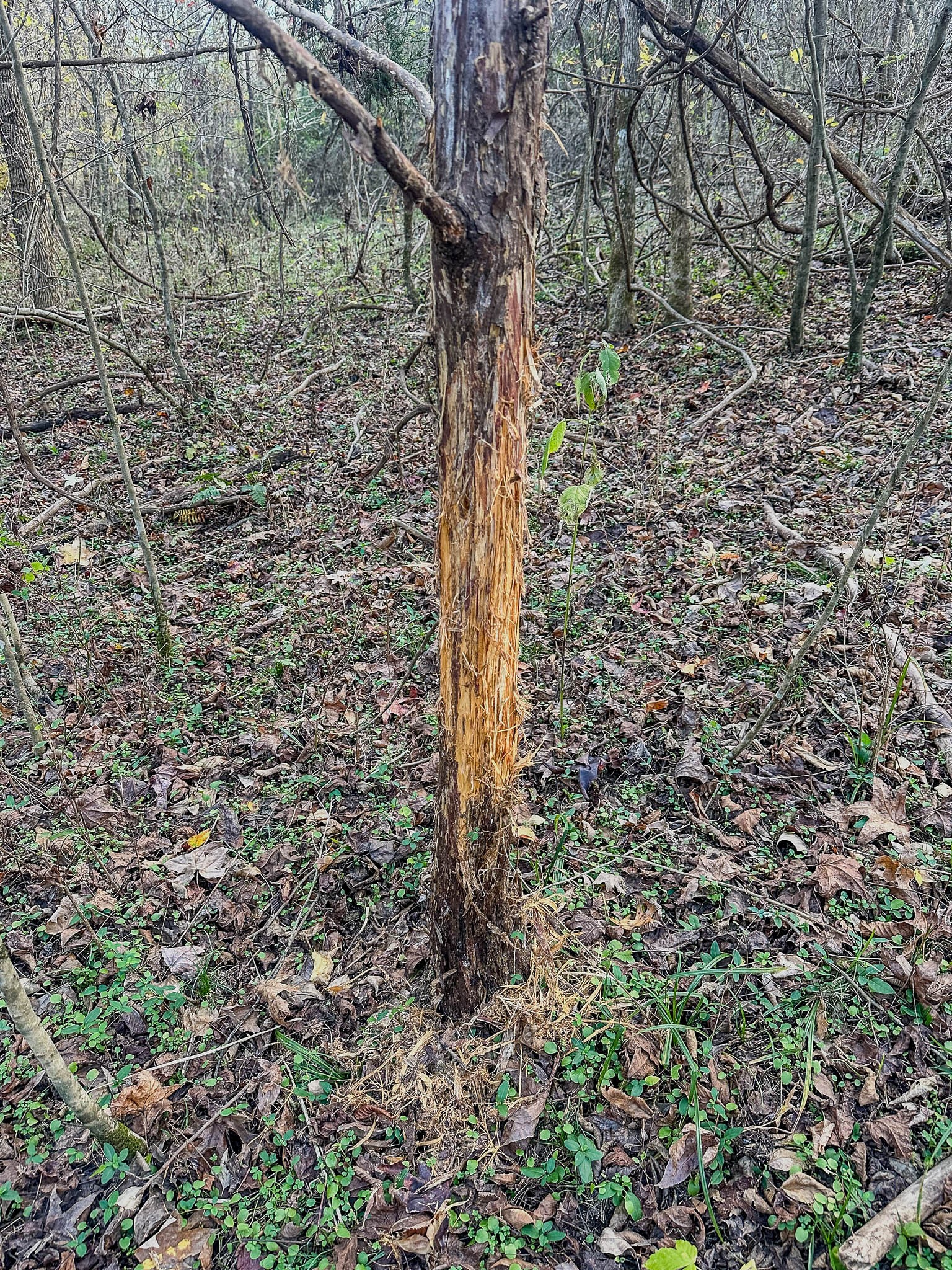 0 Lick Creek Road Property Photo 16