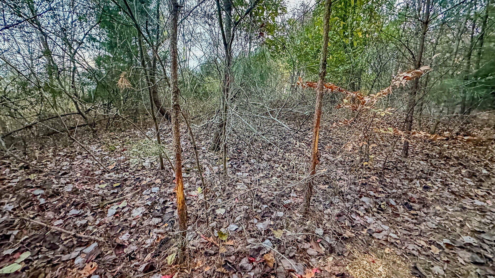 0 Lick Creek Road Property Photo 20