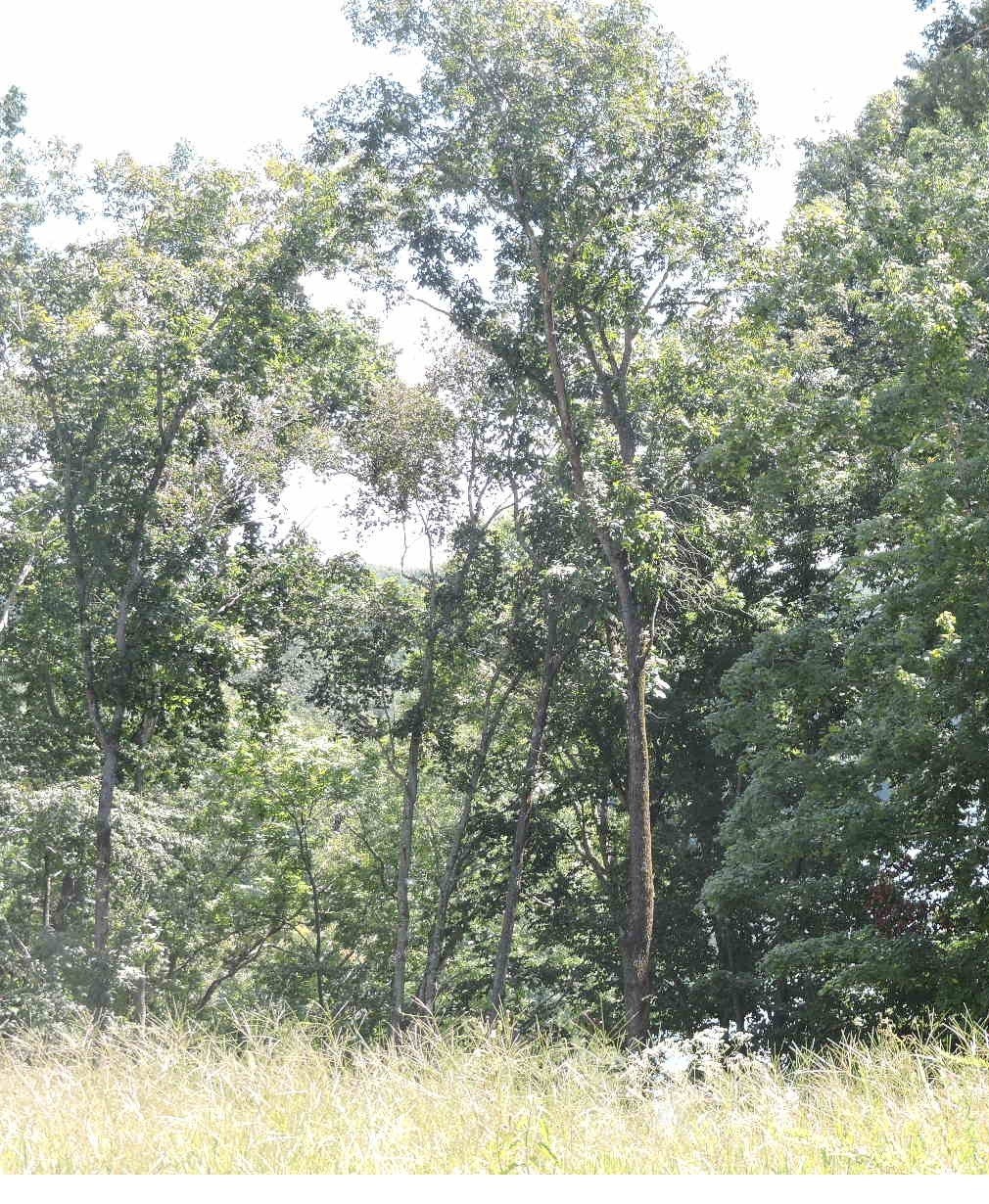 0 Grandview Lake Rd Lot 4 Property Photo 8