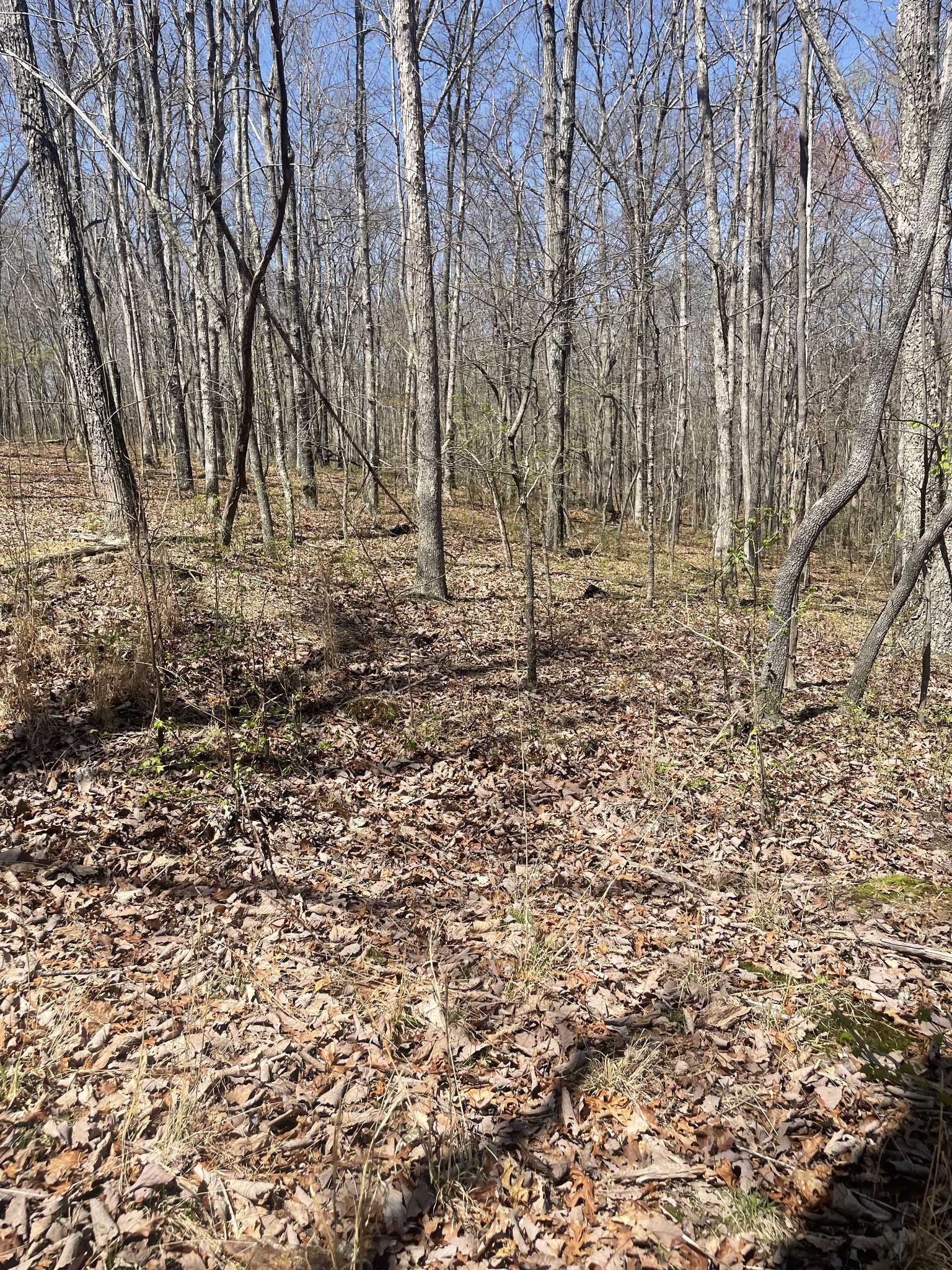 0 Deep Woods Rd Property Photo 4