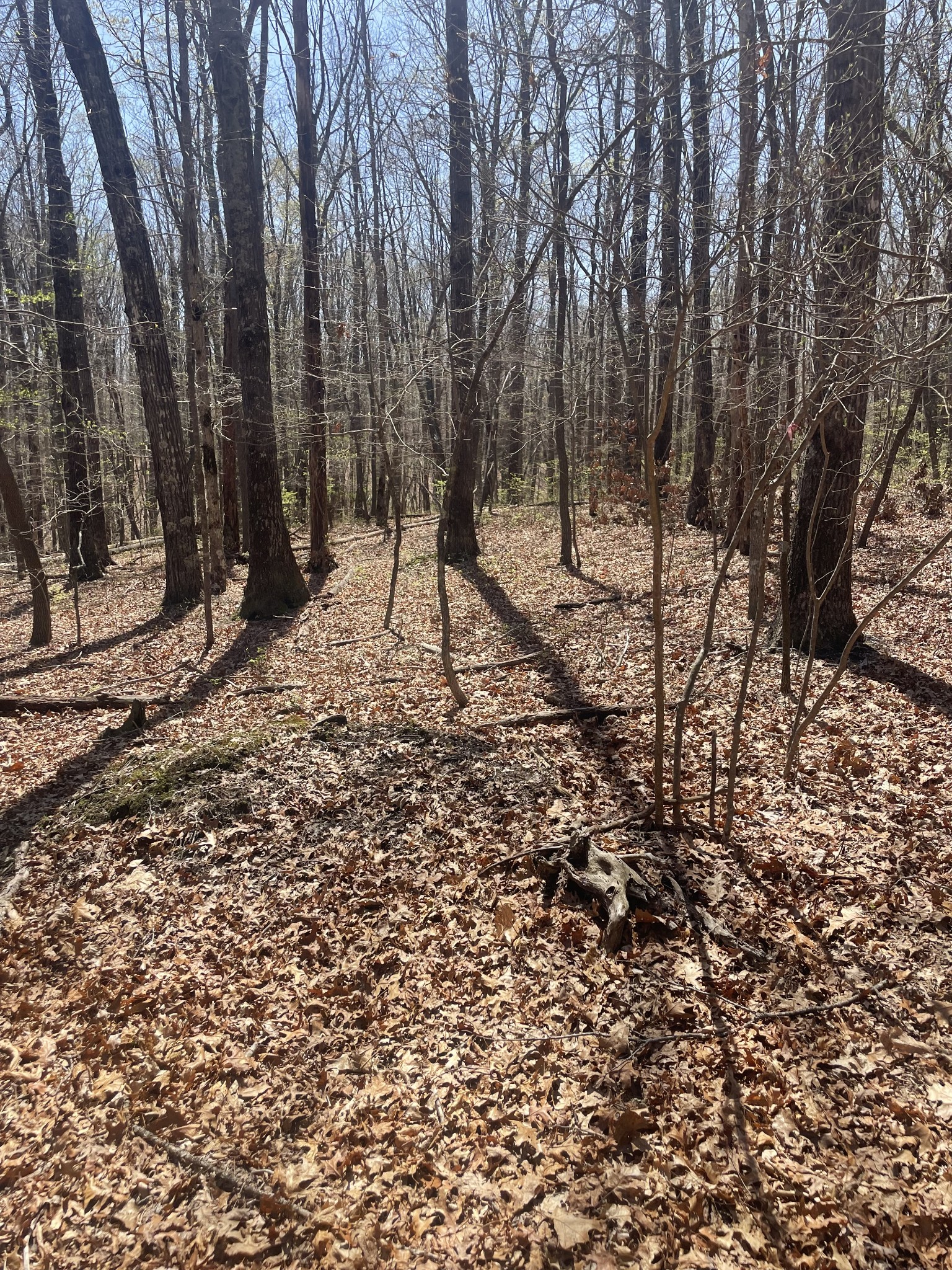 0 Deep Woods Rd Property Photo 6