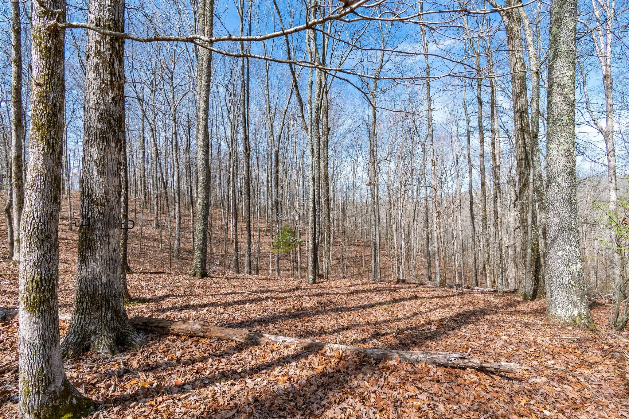 283 Dyestone Springs Road Property Photo 46