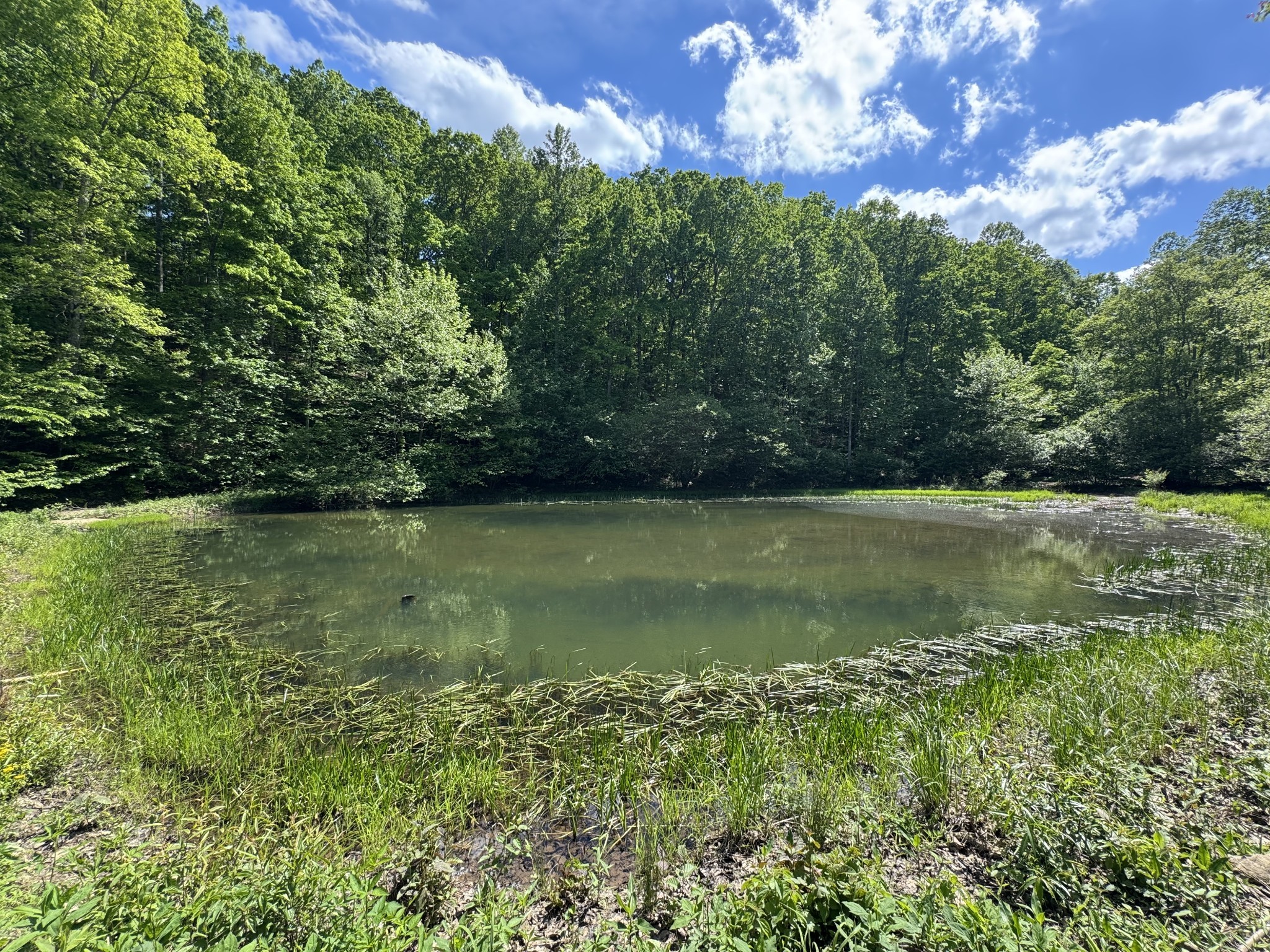 283 Dyestone Springs Road Property Photo 6