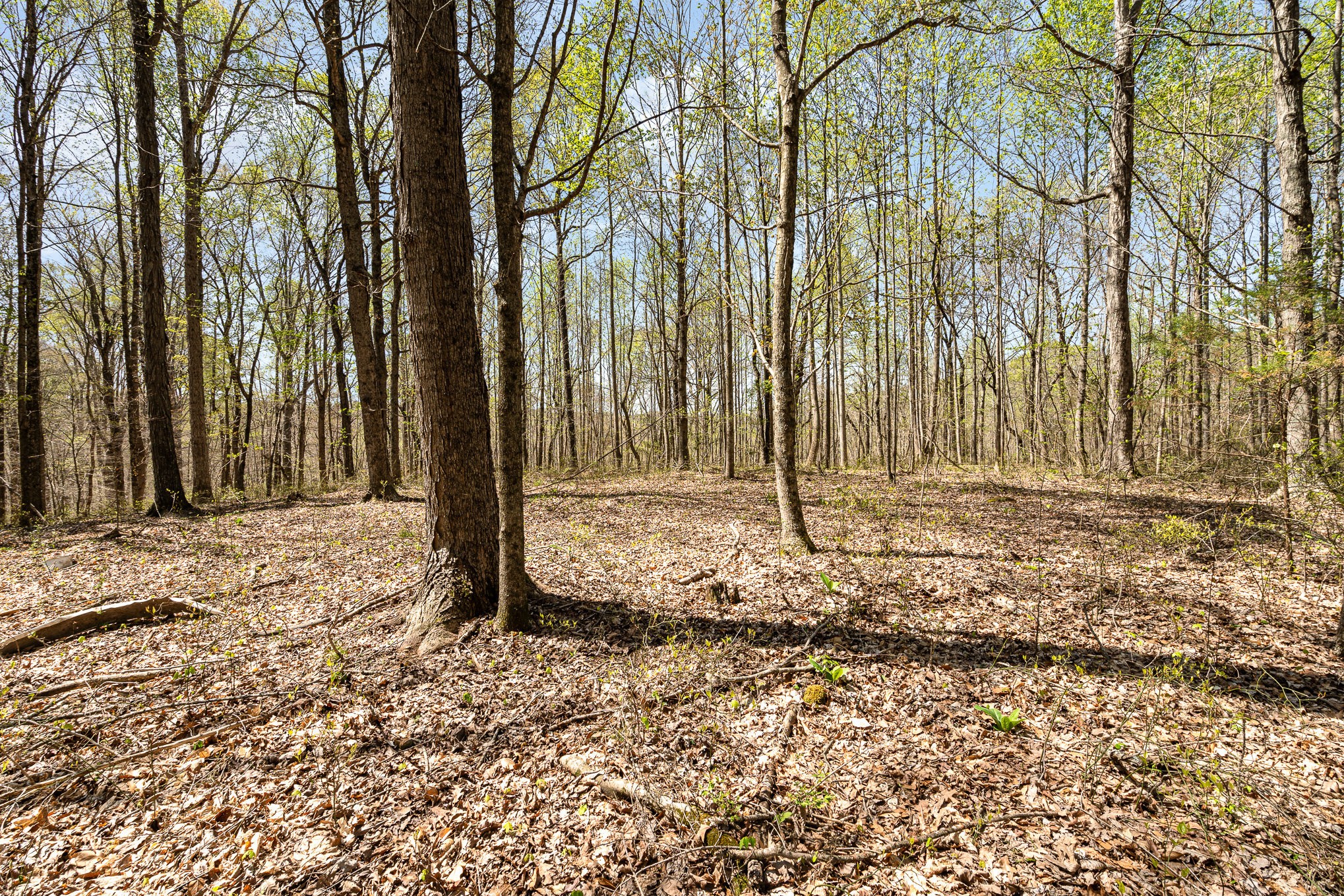 8698 Poplar Creek Rd Property Photo 5