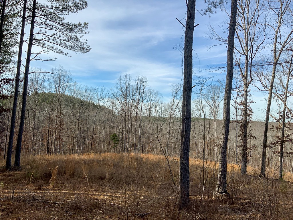 2340 Bear Hollow Drive Property Photo 17