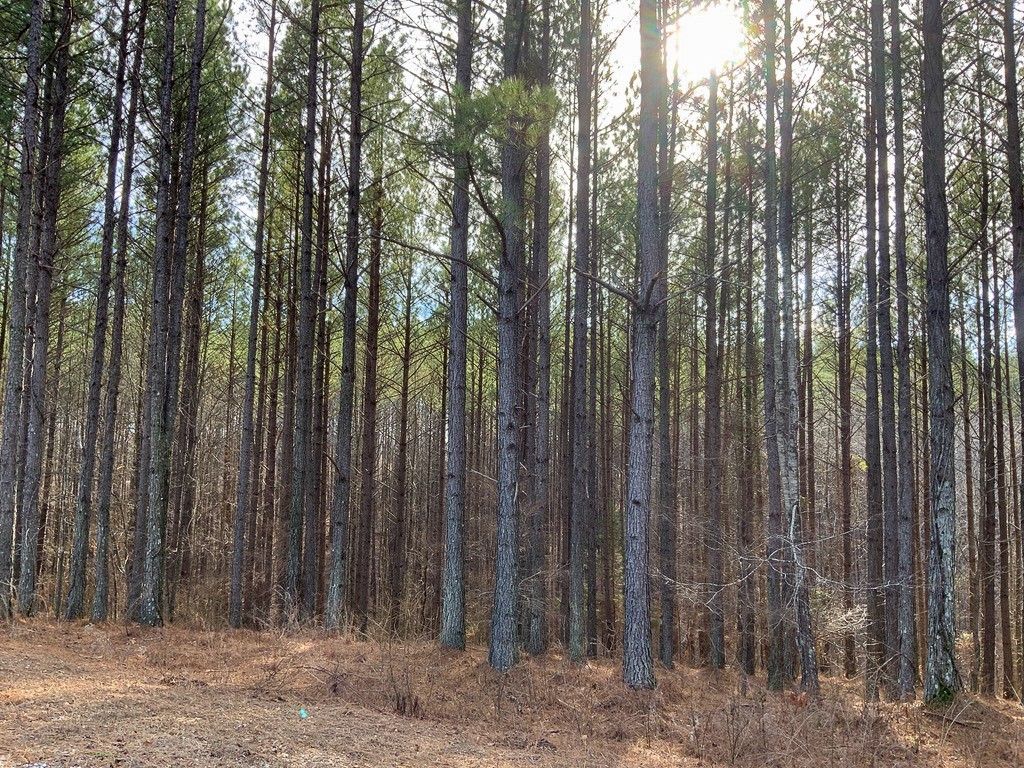 0 Bear Hollow Drive Property Photo 3
