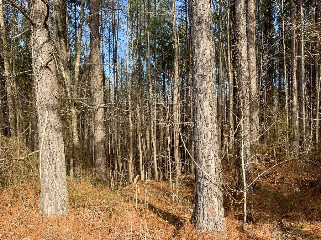 0 Bear Hollow Drive Property Photo 11