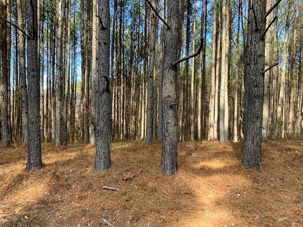 0 Bear Hollow Drive Property Photo 12