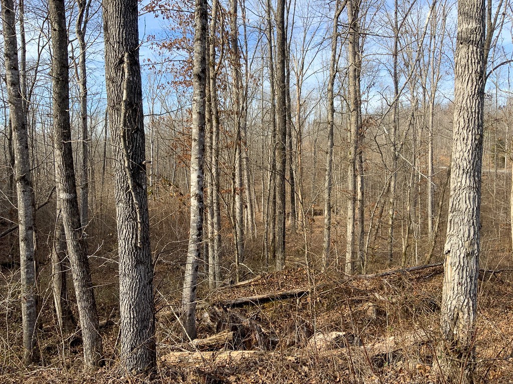 0 Bear Hollow Drive Property Photo 13