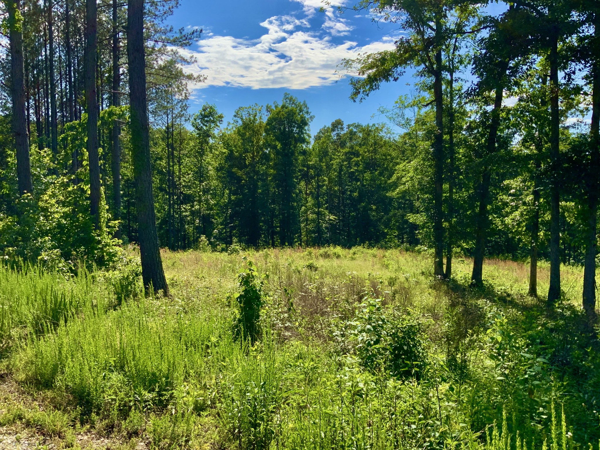 0 Bear Hollow Drive Property Photo 1